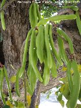 Algarrobo - Ceratonia siliqua. Frutos Jan