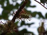 Algarrobo - Ceratonia siliqua. Zagrilla Baja - Priego de Crdoba