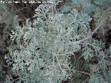 Arsenio - Artemisia absinthium. Bailn