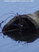 Pjaro Rabilargo - Cyanopica cyanus. Villanueva de la Reina