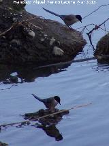 Pjaro Rabilargo - Cyanopica cyanus. Villanueva de la Reina