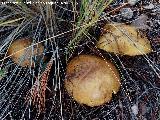 Bojn - Suillus granulatus. Aznaitn - Jimena