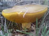 Bojn - Suillus granulatus. La Inmora - Jan