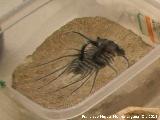 Trilobites Otarion - Otarion sp.. Marruecos