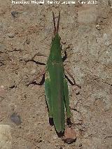 Saltamontes palo - Truxalis nasuta. La Zarza - beda