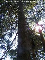 Alerce europeo - Larix decidua. Paseo de los Adoquines - Albanchez de Mgina