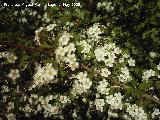 Majuelo - Crataegus monogyna. Caada de las Hazadillas. Jan.