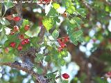 Majuelo - Crataegus monogyna. Puntal de la Misa (Santiago Pontones)