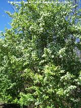 Majuelo - Crataegus monogyna. Laguna Grande - Baeza