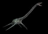 Plesiosauro - Plesiosaurus hawainsi. 