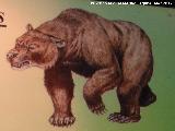 Oso de las cavernas - Ursus spelaeus. 