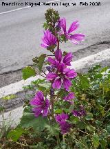 Malva - Malva sylvestris. Jan