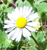 Margarita de prado - Leucanthemum vulgare. Jan