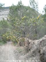 Acacia saligna - Acacia saligna. Paraje Gins - Ardales