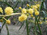 Acacia saligna - Acacia saligna. Flor. Paraje Gins - Ardales