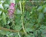 Fumaria muralis - Fumaria muralis. Navas de San Juan