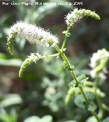 Mastranzo - Mentha suaveolens. Crdoba