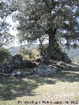 Cortijo Cerrillo de la Cima. Encina y piedras donde se sentaba el Santo Luisico