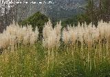 Plumero - Cortaderia selloana. Quiebrajano Jan