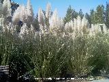 Plumero - Cortaderia selloana. Jan