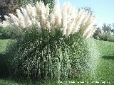 Plumero - Cortaderia selloana. Parque del Seminario - Jan