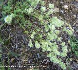 Mejorana - Thymus mastichina. Segura