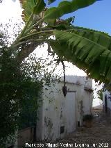 Pltano malayo - Musa acuminata. Castellar de la Frontera