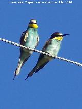 Pjaro Abejarruco - Merops apiaster. San Gins - Andjar