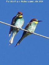 Pjaro Abejarruco - Merops apiaster. San Gins - Andjar