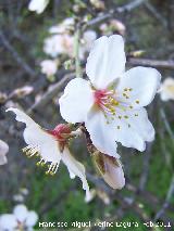 Almendro - Prunus dulcis. Cerro Miguelico - Torredelcampo