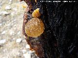 Almendro - Prunus dulcis. Resina. Hoya Somera - Santiago-Pontones