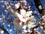 Almendro - Prunus dulcis. Los Villares