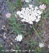 Zanahoria - Daucus carota. Segura