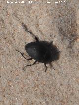 Escarabajo de playa - Erodius goryi. Duna de Bolonia - Tarifa