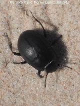 Escarabajo de playa - Erodius goryi. Duna de Bolonia - Tarifa