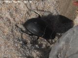 Escarabajo de playa - Erodius goryi. Duna de Bolonia - Tarifa