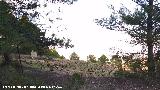 Cerro Miguelico. Vides