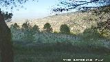 Cerro Miguelico. Vides