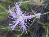 Clavel de pastor - Dianthus broteri. Biar