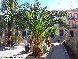 Palma de la jalea - Butia capitata. Navas de San Juan