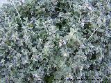 Olivilla - Teucrium fruticans. Jan