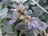 Olivilla - Teucrium fruticans. Jan