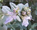 Olivilla - Teucrium fruticans. Jan