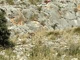 Cerro de los Morteros. Cabras montesas