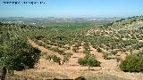 Olivo - Olea europaea. Cerro de las Gateras - Torredonjimeno