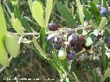 Olivo - Olea europaea. Fuente de la Pea - Jan