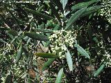 Olivo - Olea europaea. Capullos. Paraje Guadalupe - beda