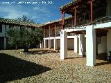 Olivo - Olea europaea. Santuario de la Encarnacin - Carrin de Calatrava