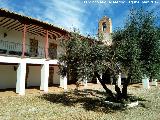 Olivo - Olea europaea. Santuario de la Encarnacin - Carrin de Calatrava