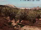 Olivo - Olea europaea. Al fondo Jan